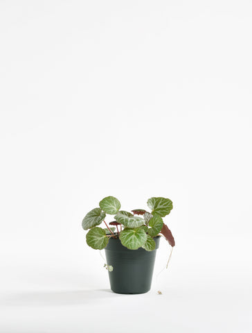 Strawberry Begonia