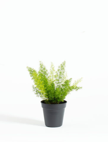 Asparagus Fern