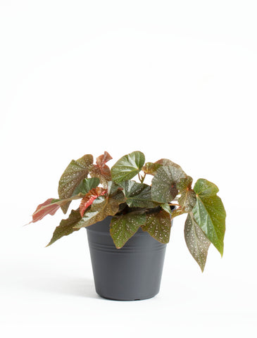 Begonia