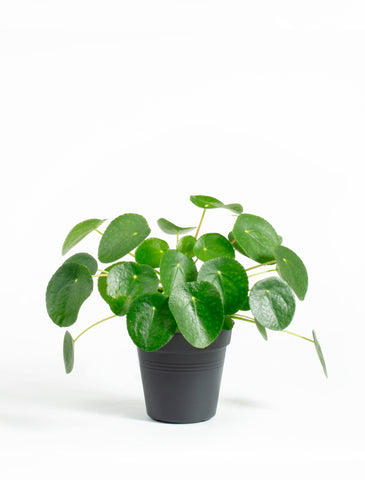 Pilea Peperomioides