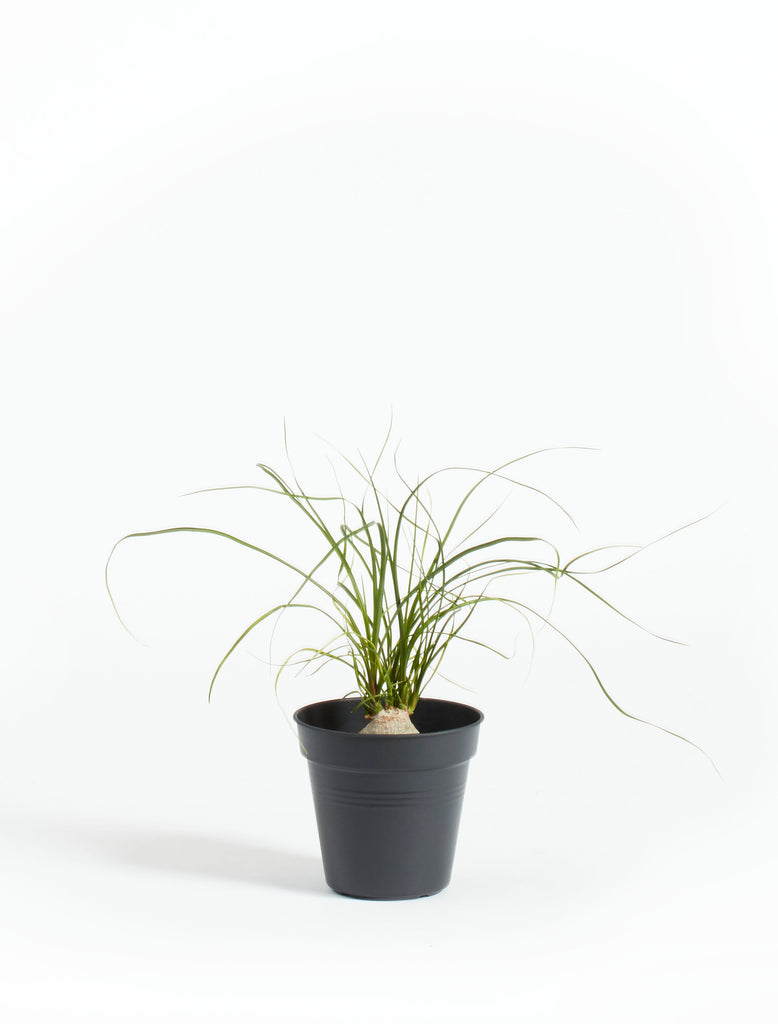 succulent plant arrangements Housewarming Gifts | Unique Succulent Gift Ideas | Succulent Gift Delivery