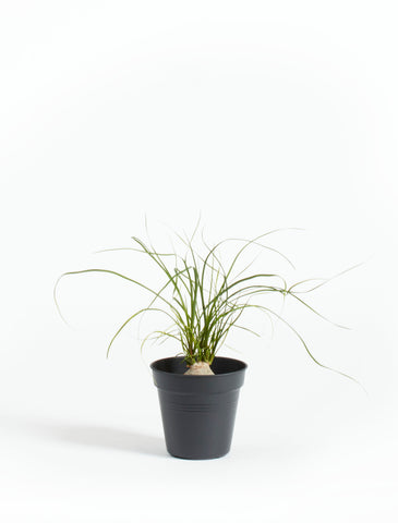 Ponytail Palm