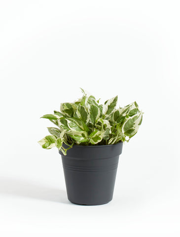 Pothos