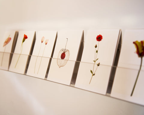 matthijs heins postcards botanical portraits
