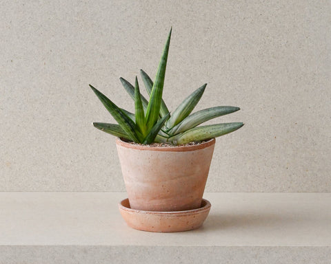 indoor plants potted sansevieria cylindrica