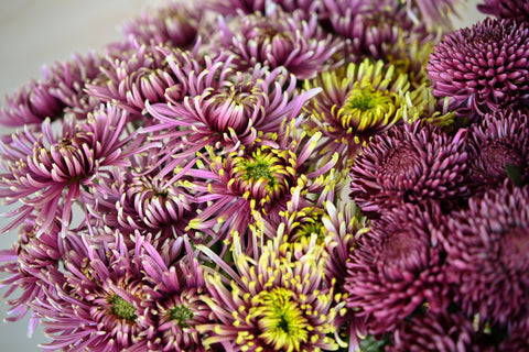 chrysanthemum mixed group fresh flowers