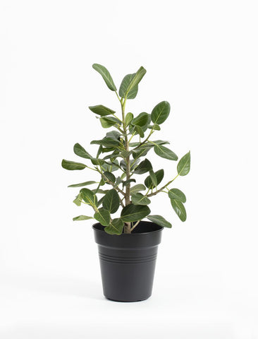 Ficus ‘Audrey’