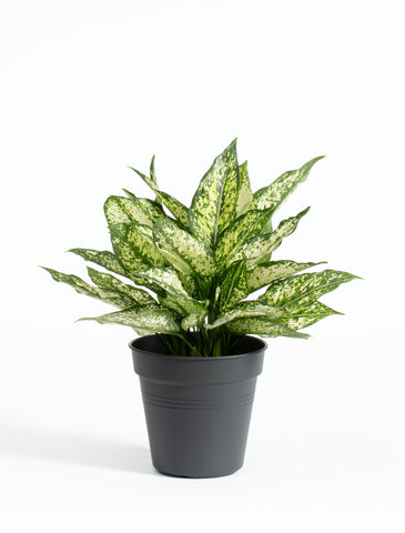 Aglaonema