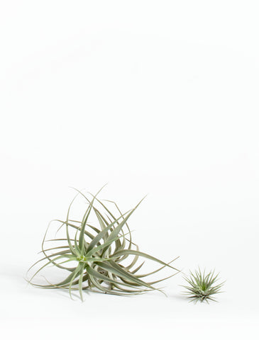 Air Plant