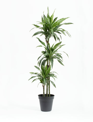 Dracaena