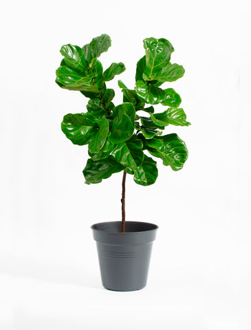 Ficus Lyrata