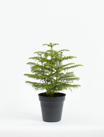 Norfolk Island Pine