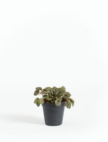 Peperomia