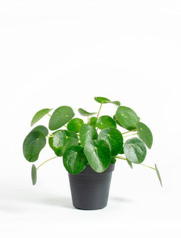 pilea peperomioides plant