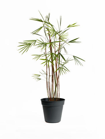Rhapis Palm