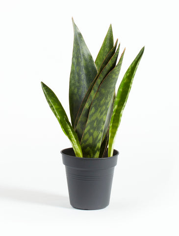 Snake Plant