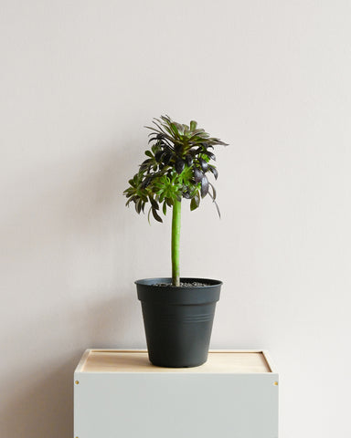 aeonium arboreum sp 6" plant 