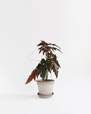 areaware plant trellis ram begonia