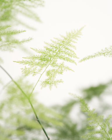 asparagus plumosus lace fern 4" plant