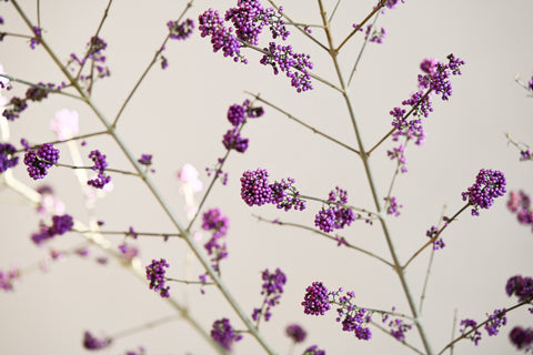 beautyberry branches