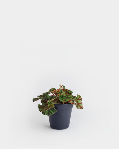 begonia rex 