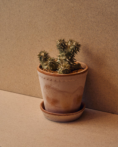 bergs potter helena planter 14cm 5" rose terracottta caudex pachypodium densiflorum 5" plant