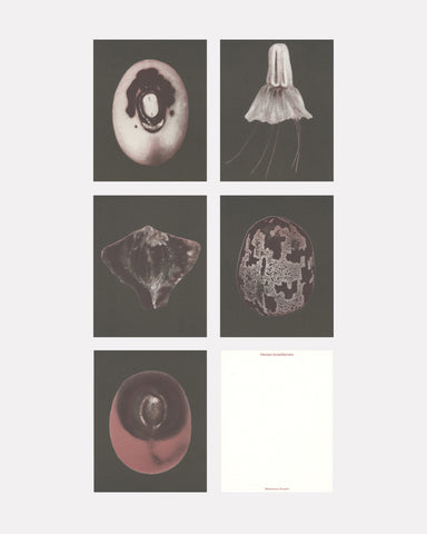 bienvenue studioes origins small print collection seeds