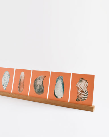 bienvenue studios pacific bivalves  small print collection wood display shells