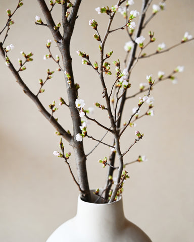 sakura cherry flowering branches fresh flowers