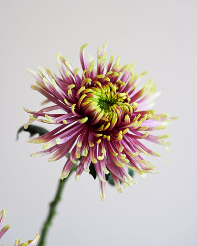 chrysanthemum 