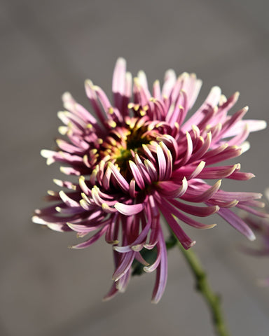 chrysanthemum 