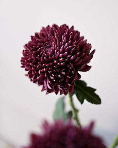 chrysanthemum 