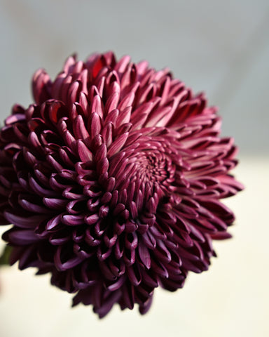 chrysanthemum 