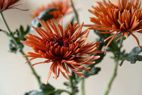 chrysanthemum saffina dark fresh flowers bunch 