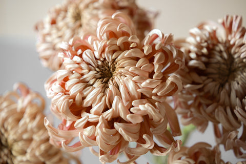 chrysanthemum vienna copper fresh flowers bunch 