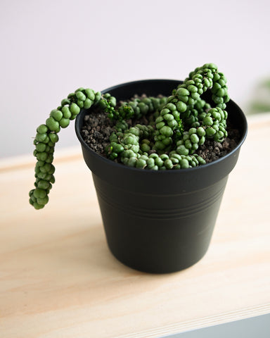 dragon jade dischidia nummularifolia 