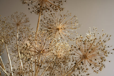 dried flowers allium christophii star of Persia