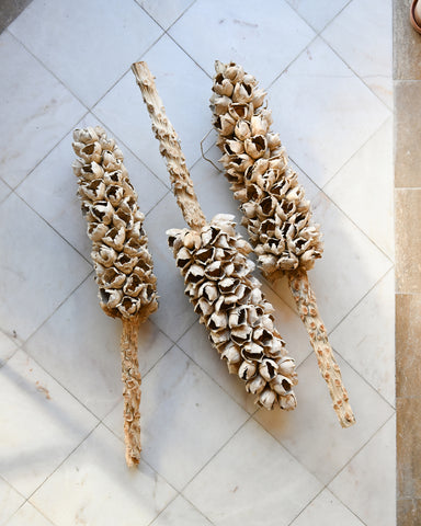 dried flowers babassu palm cacho de coco