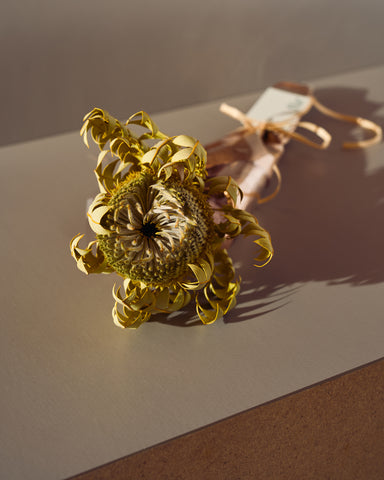 banksia baxterii dried flowers