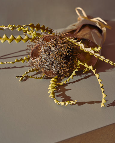 banksia speciosa hairy cones dried flowers