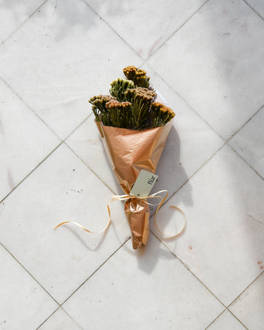 dried brunia laevis red flowers