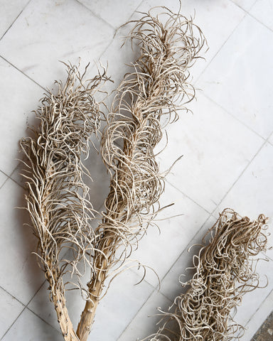 dried flower date palm inflorescence