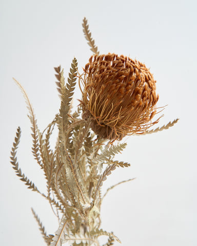 dried flowers bunch banksia formosa