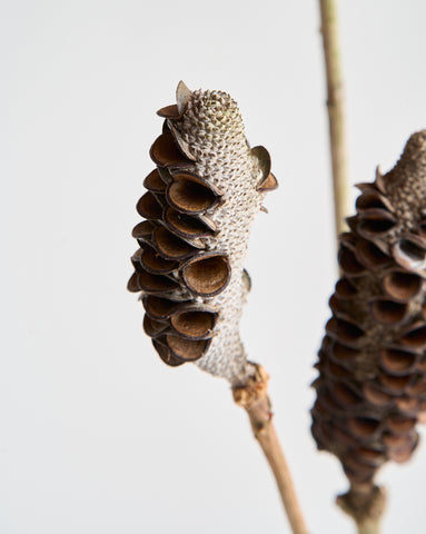 Dried Banksia Integrifolia