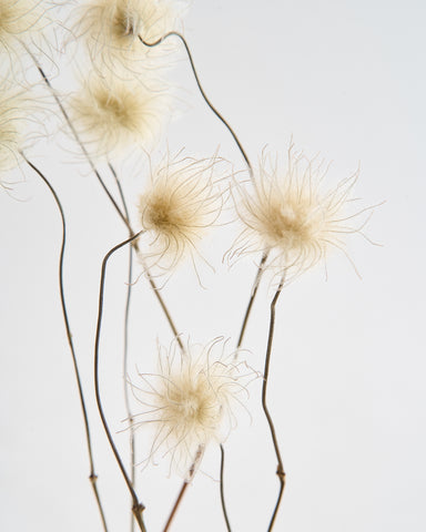 dried flowers bunch clematis wig
