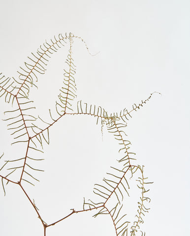 dried flowers bunch coral fern leaf