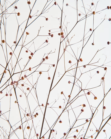 dried flowers bunch jewel of opar seeds