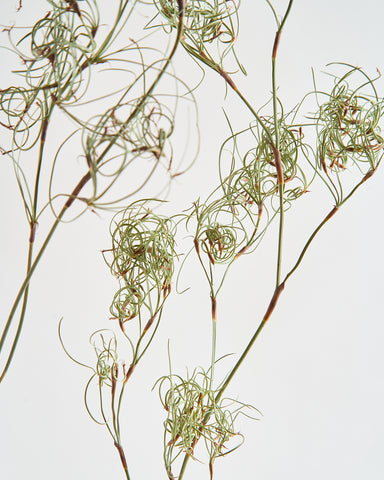 dried flowers bunch koala fern detail