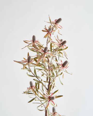 dried flowers bunch leucadendron ayoba star detail