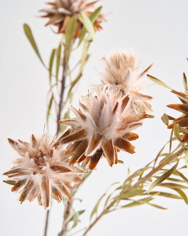 dried flowers bunch leucadendron plumosum flowers